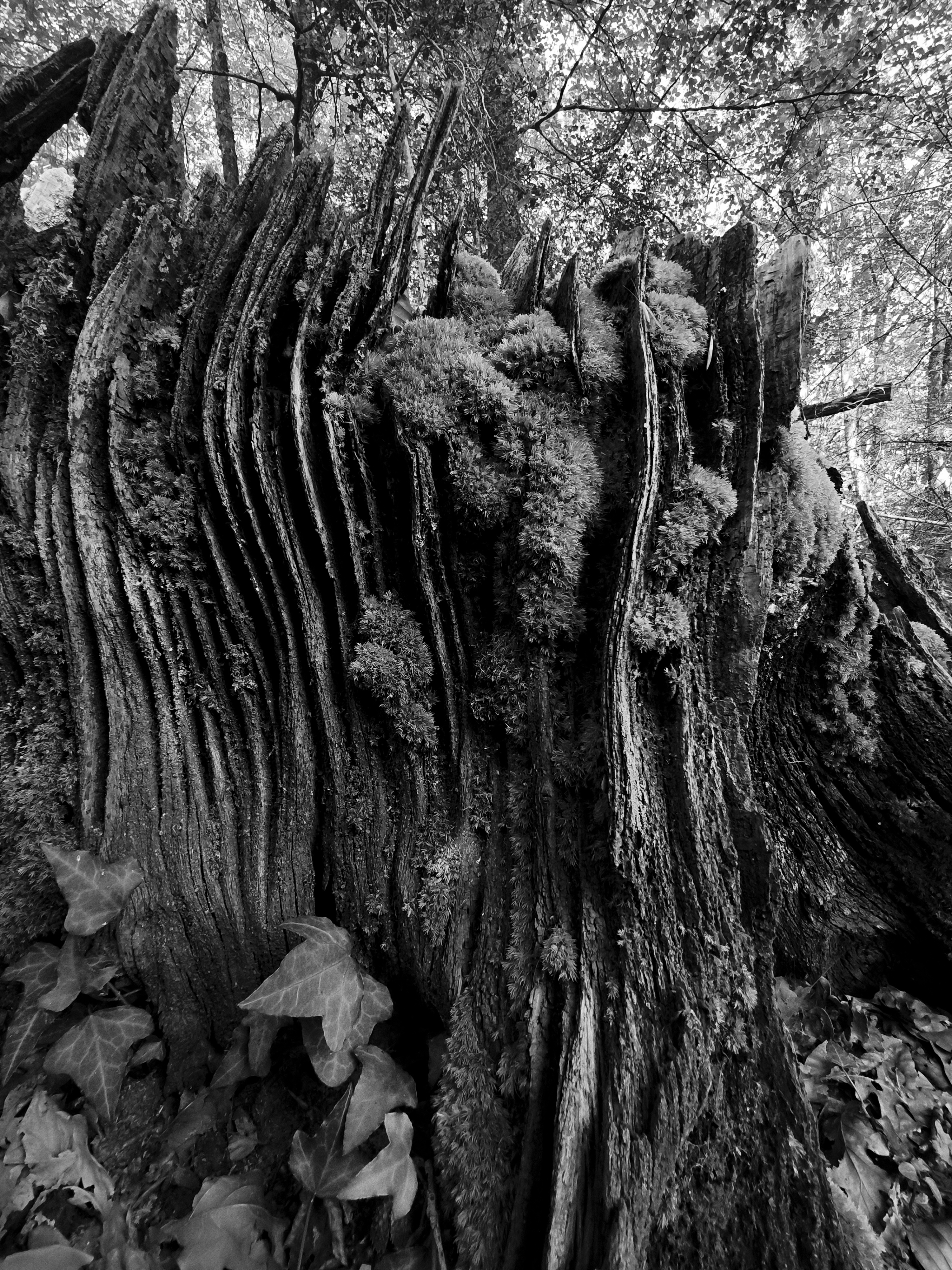 Arbre tallat fa molt de temps, amb l'escorça en forma d'estrats rocosos en vertical.