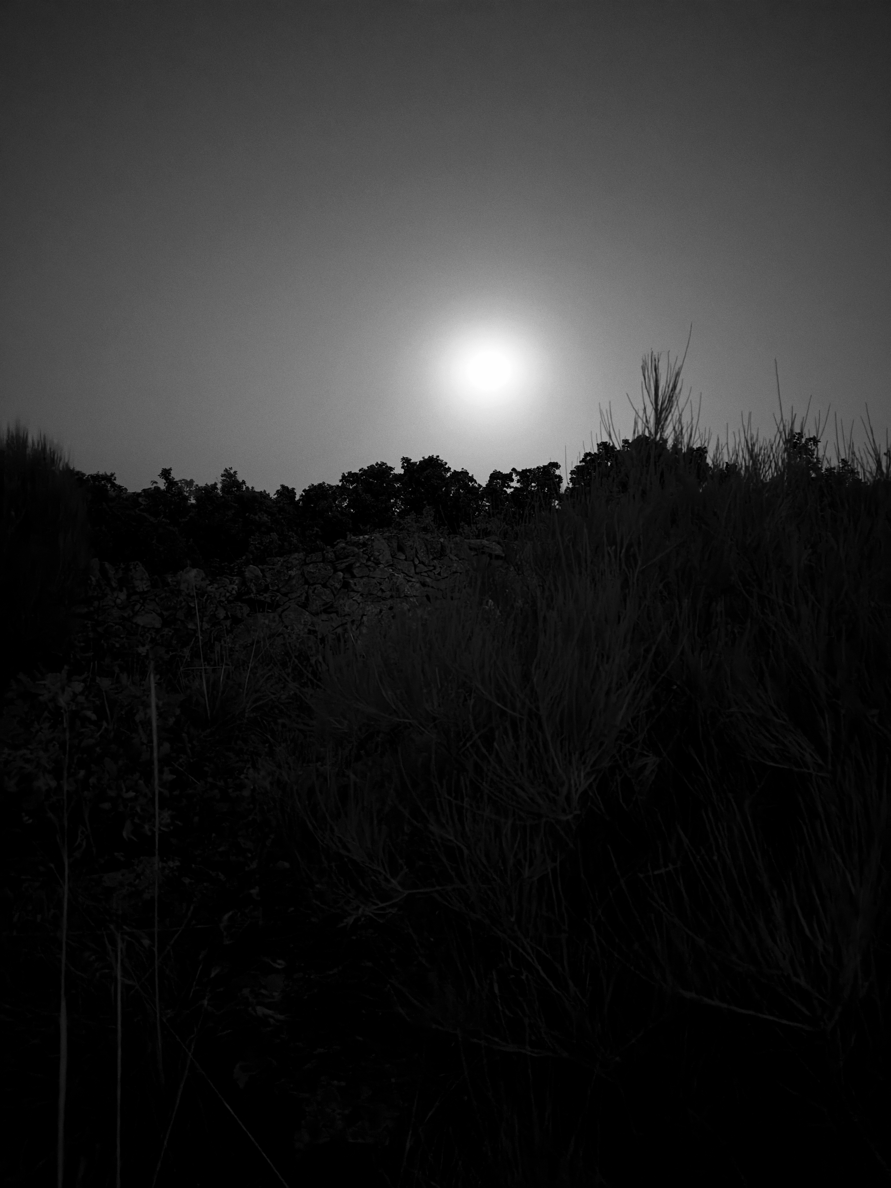 Imatge en blanc i negre de la Lluna, per sobre d'arbustos i roures.