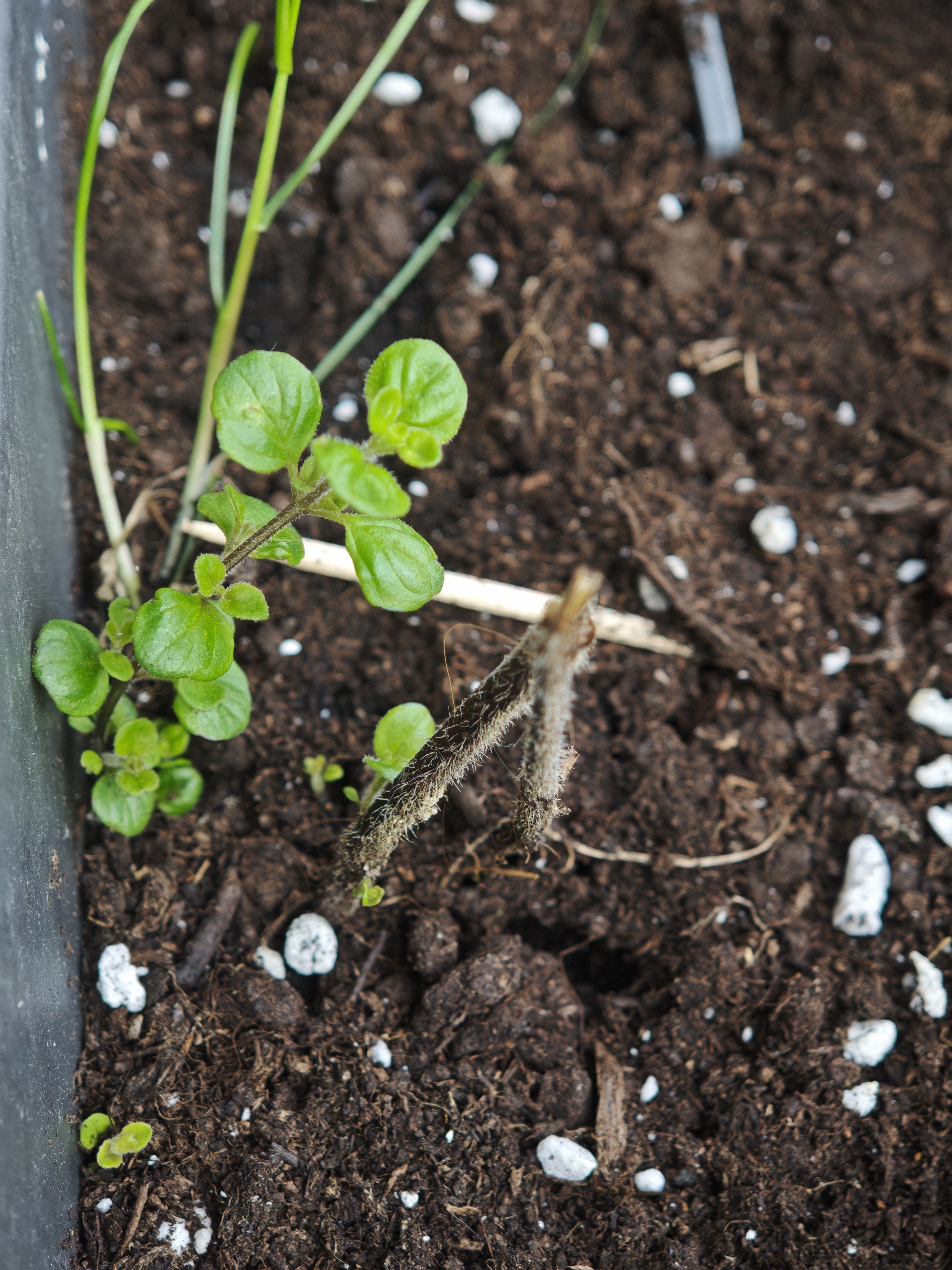 Pequeños brotes de hierba y orégano en tierra.