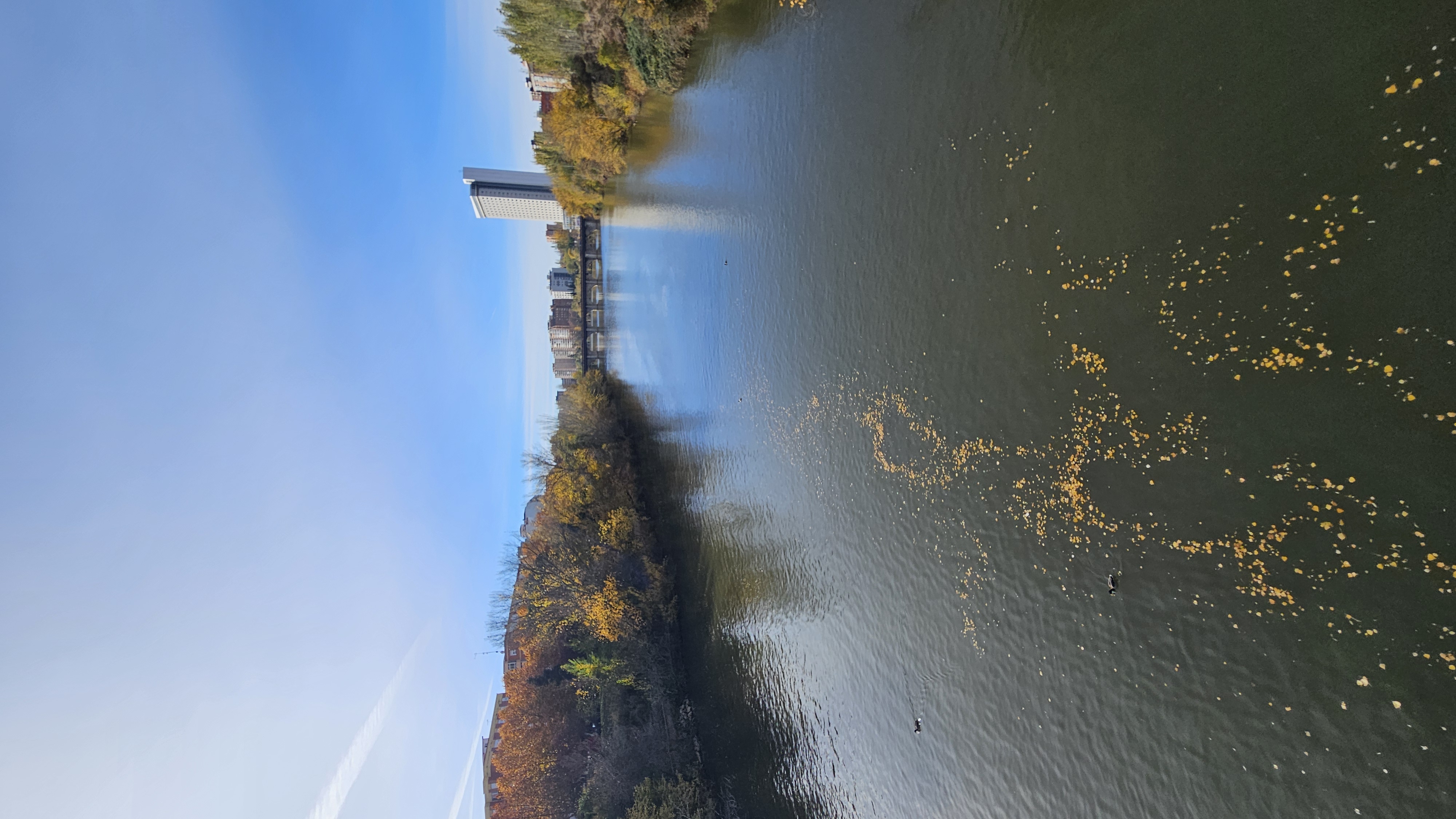 Vista del río Pisuerga desde el puente de Condesa de Eylo, con hojas amarillas flotando y árboles otoñales a los lados. Al fondo se ve el Puente Mayor, un puente de piedra de varios arcos, y a la derecha el edificio Duque de Lerma, una torre alta y moderna que destaca sobre el paisaje.