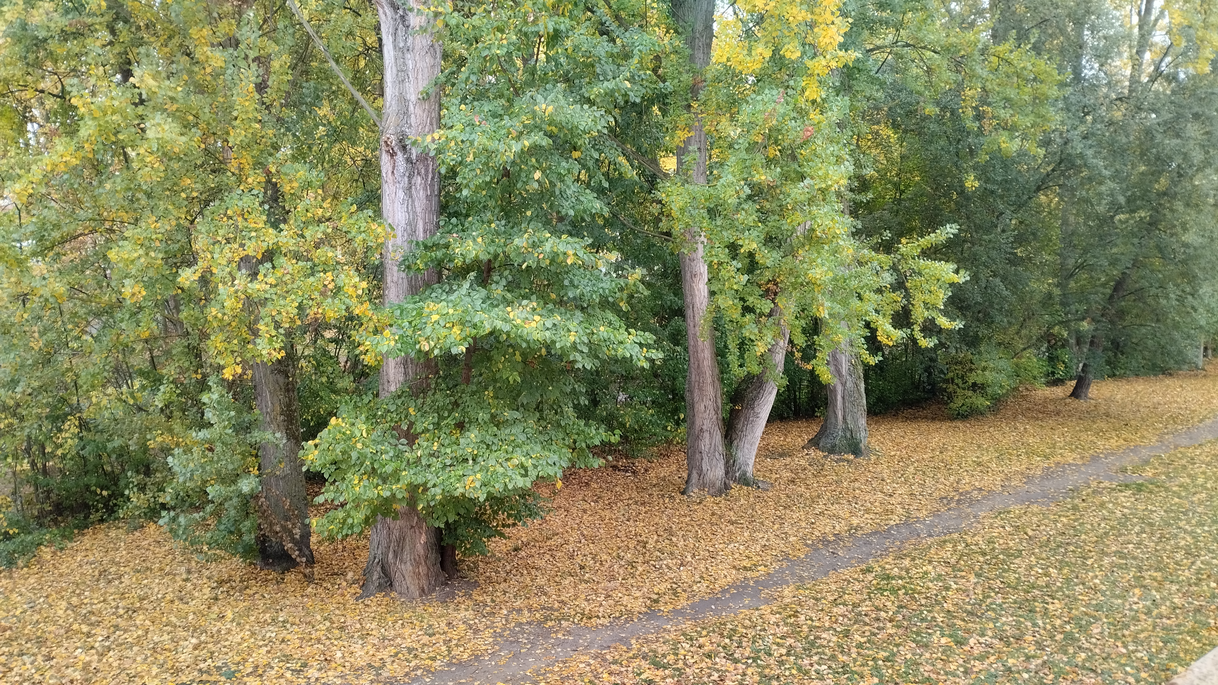 vista de la orilla del río donde se ven los árboles, la hojarasca y un camino