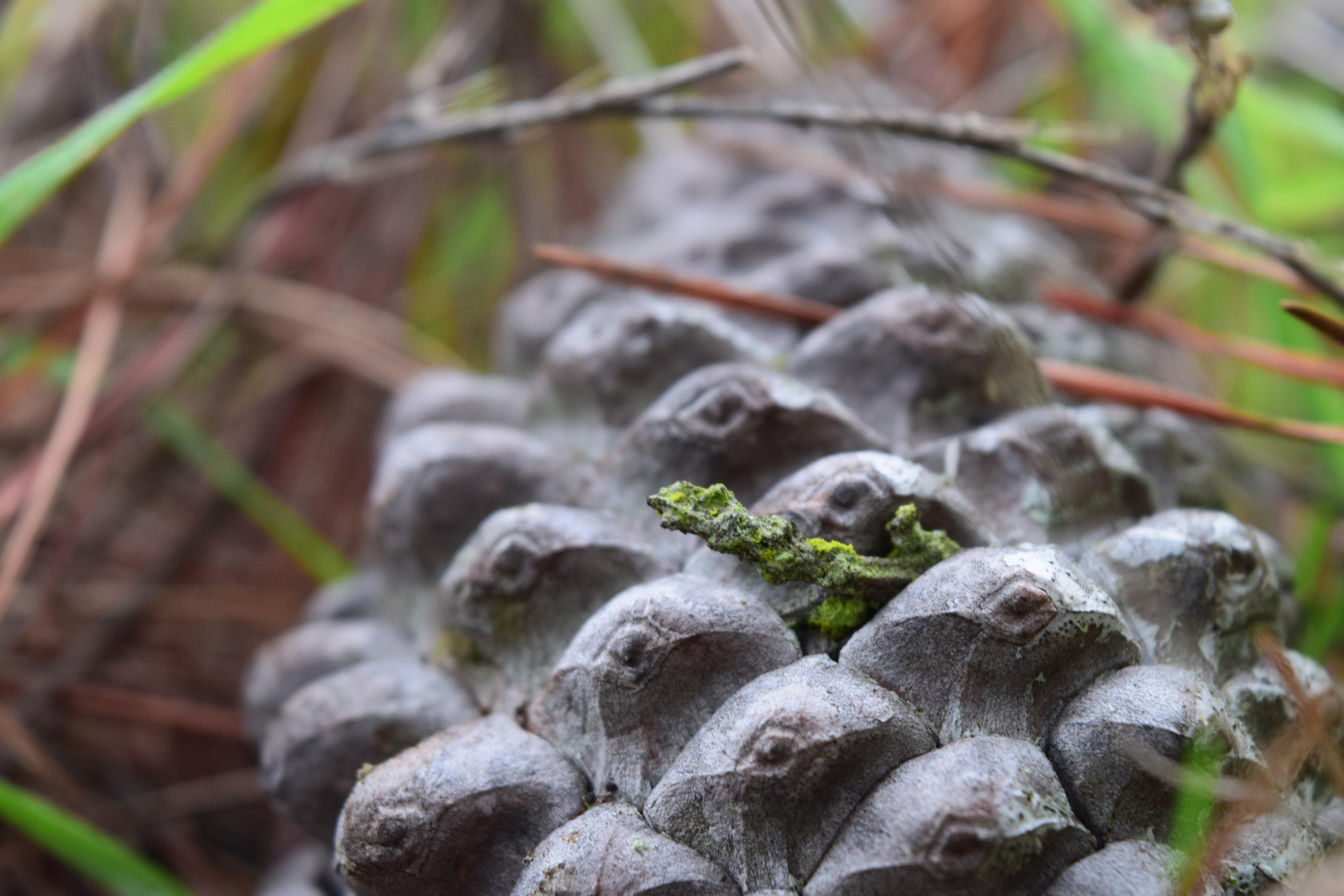 la espiral de un cono de pino sobre el suelo.