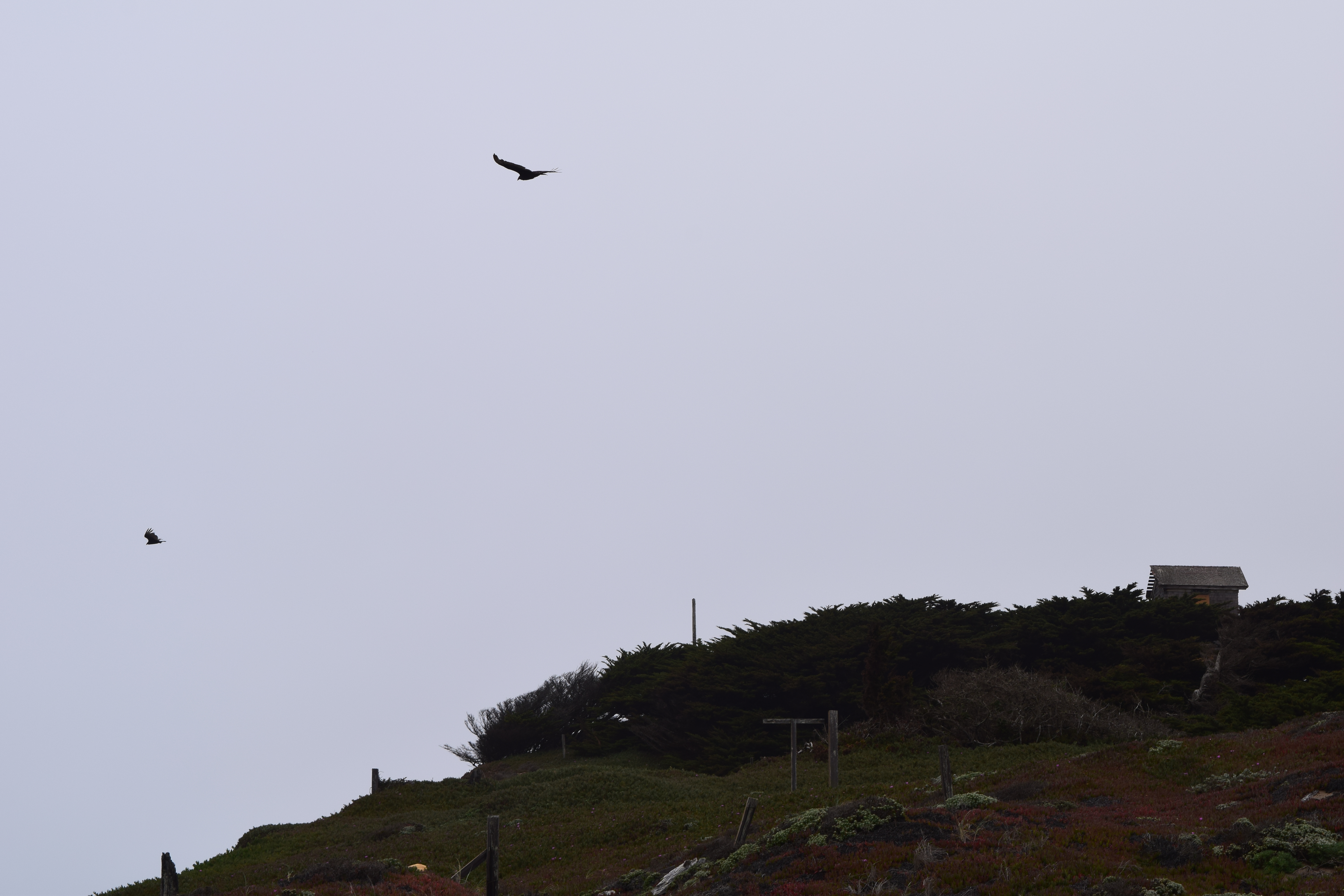 algunos cuervos volando sobre el mar.