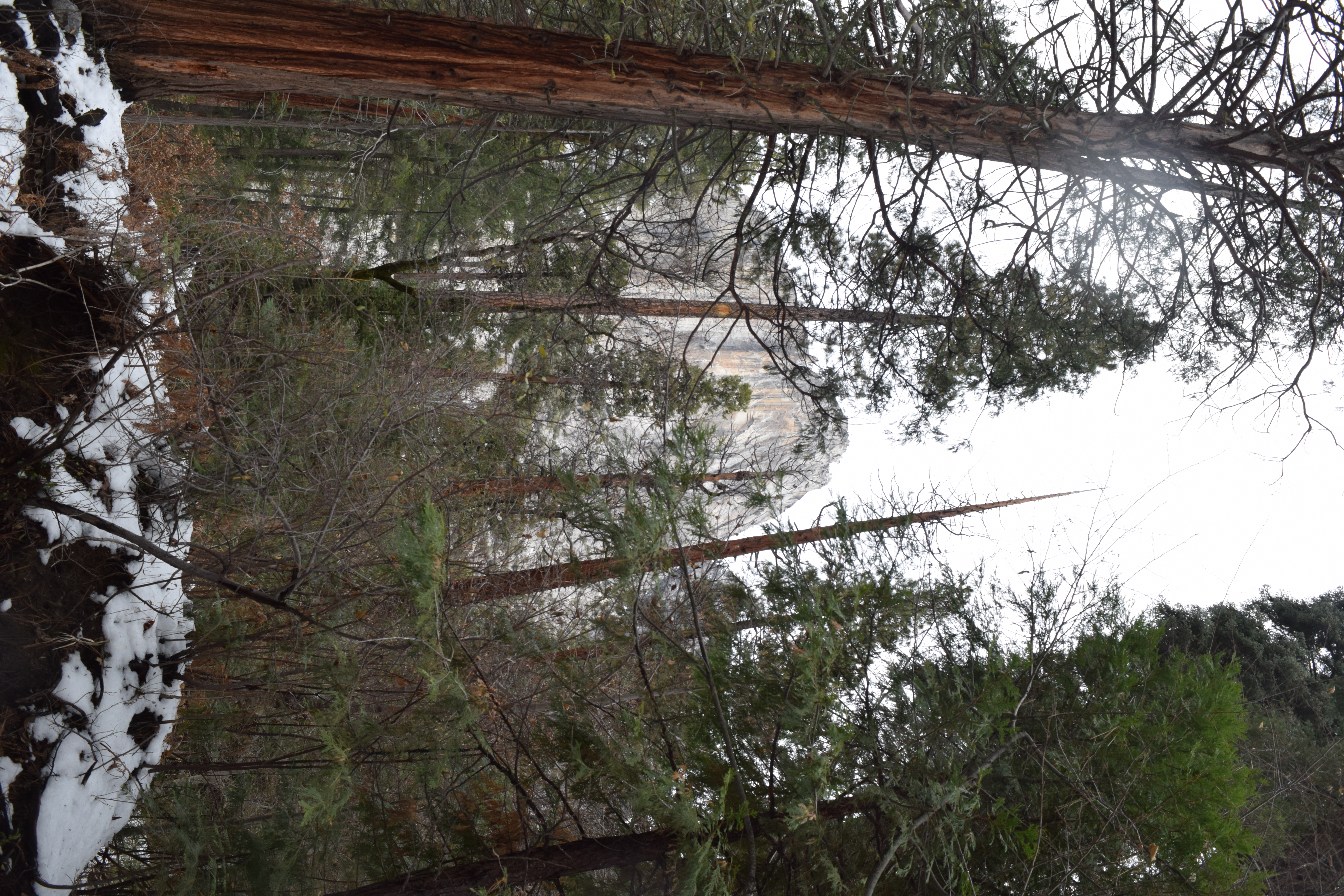 Las montañas detrás de unos árboles.