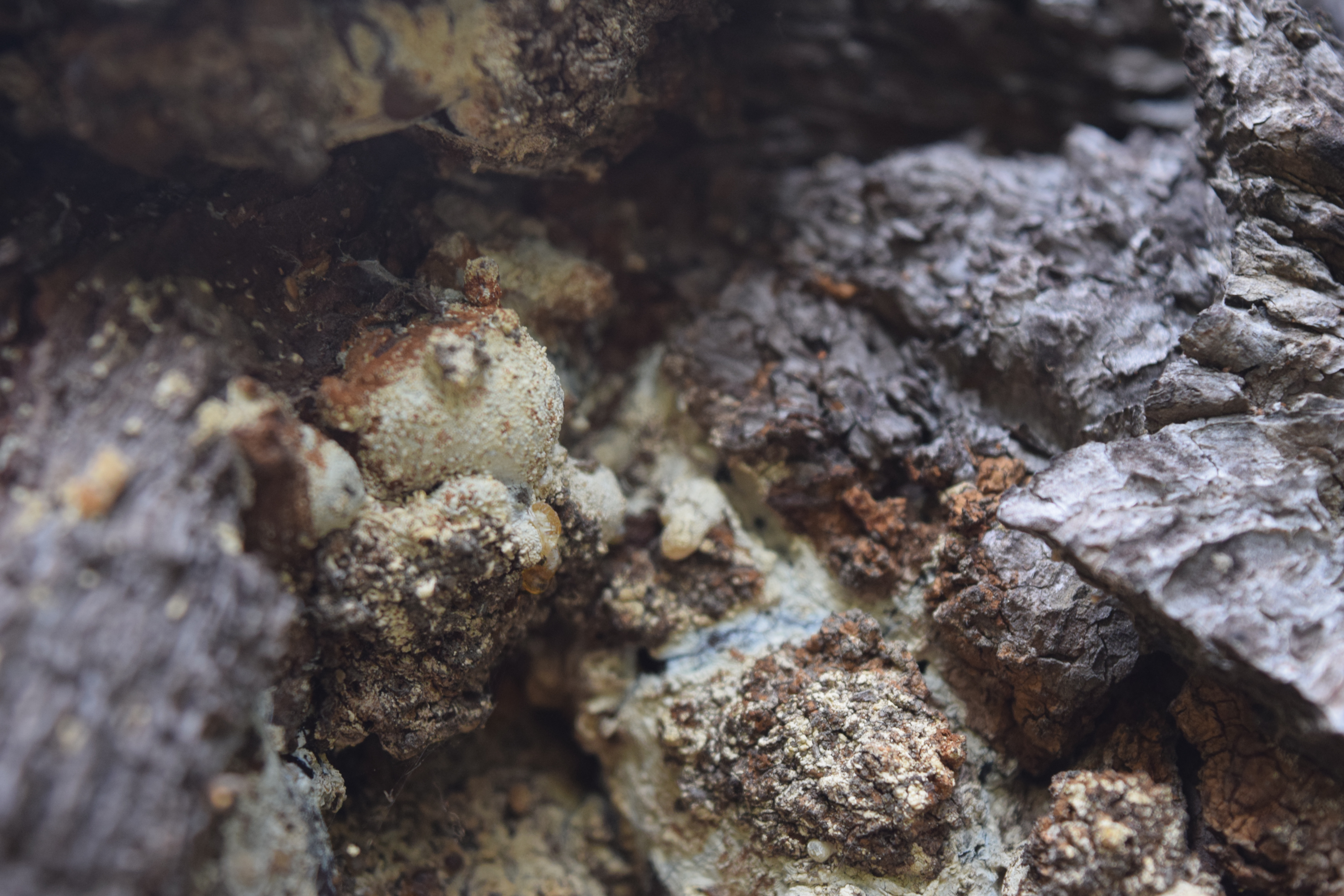 una foto macro de corteza y savia de un arbol en el bosque.